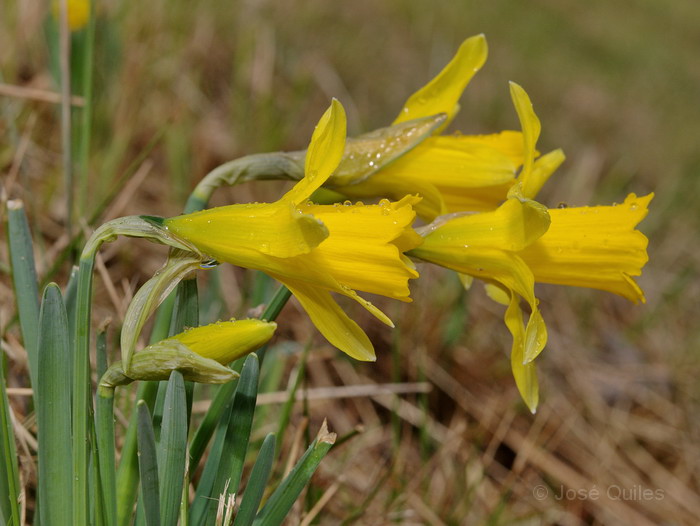 Narcissus radinganorum