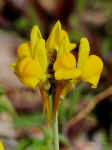 Linaria oblongifolia