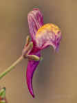 Linaria pedunculata