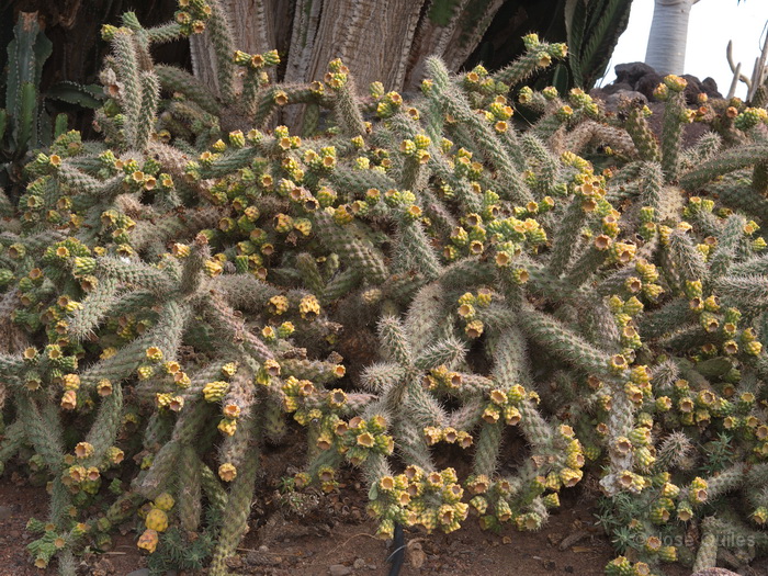 Jardín Botánico de Fuerteventura