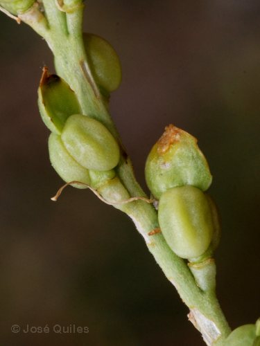 Frutos de Vella pseudocytisus ssp. paui. Valle del Alfambra, TE