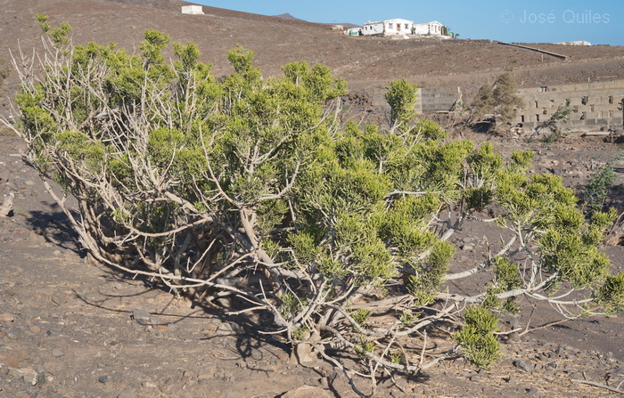 Pennsula de Janda, Fuerteventura