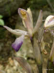 Limodorum trabutianum