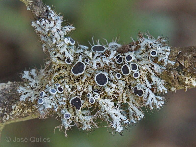 Sierra Espadn, CS