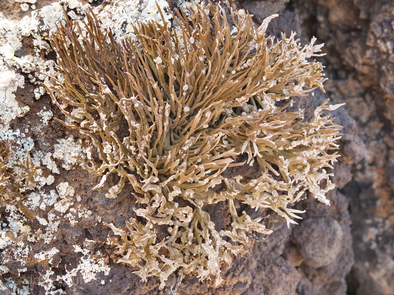 El Hierro, Islas Canarias