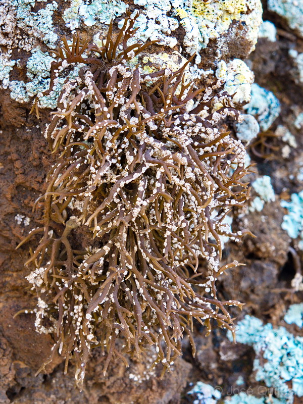 El Hierro, Islas Canarias