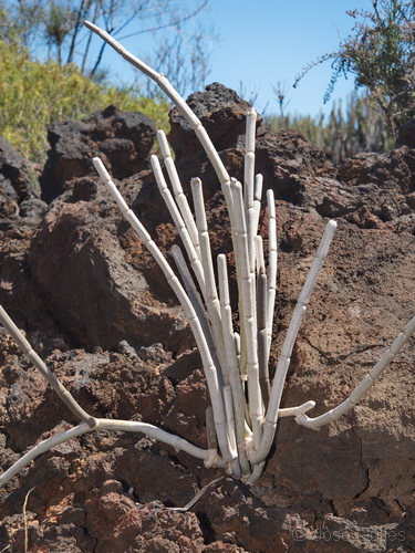 G�imar, Tenerife