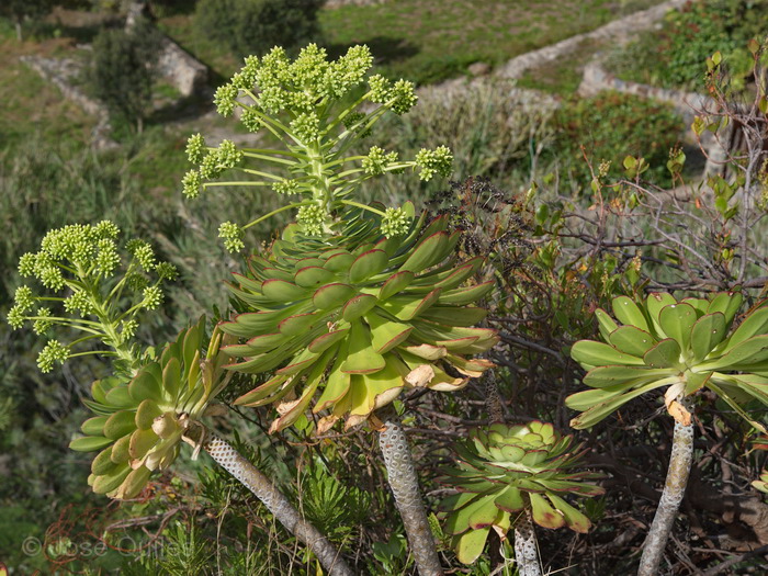 Laderas del Teide, Tenerife